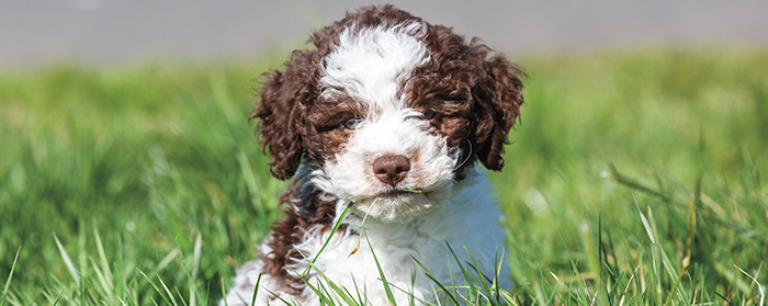 Image of a brown and white puppy sitting in grass