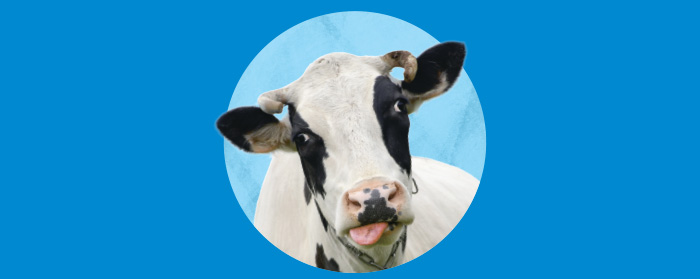 Image of a cow with its tongue sticking out