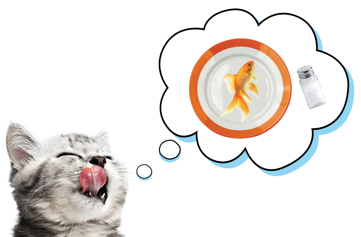 Image of a cat daydreaming about eating a fish