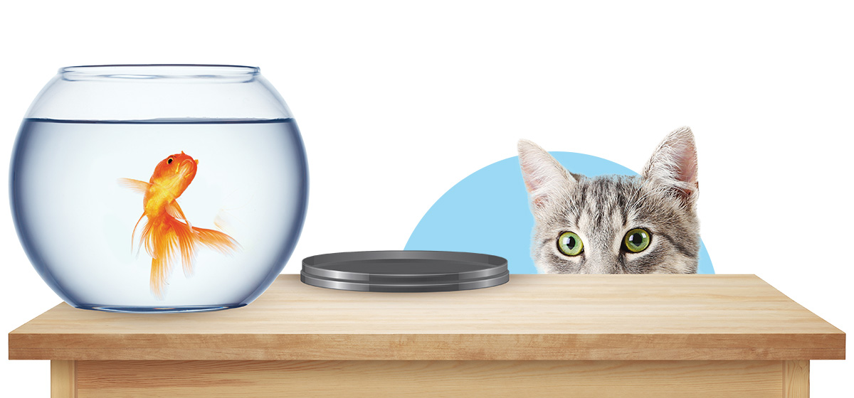 Image of a cat eyeing a fish in its bowl