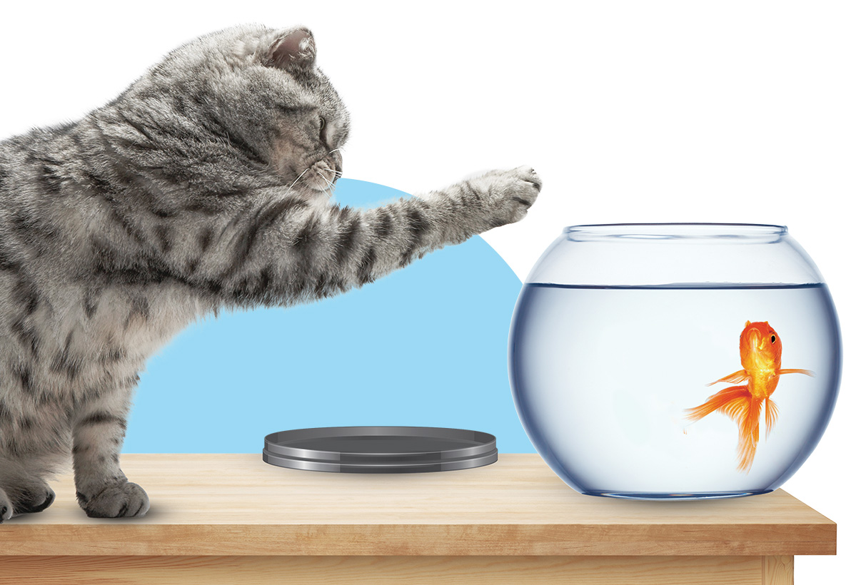 Image of a cat trying to catch a fish in its bowl