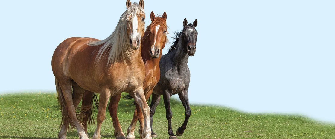 Image of three different horses running in a grassy field